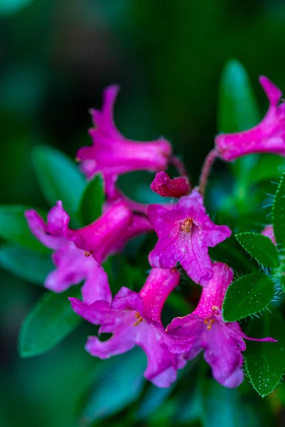 Rododendron Hirsutum Kwiat Górach Zbliżenie Strzelać — Zdjęcie stockowe