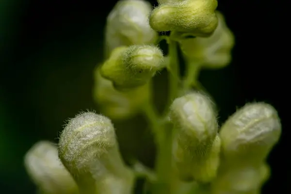 Aconitum Licoctonum Kwiat Lesie Zbliżenie Pędu — Zdjęcie stockowe