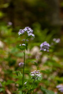 Dağlardaki Lunaria Annua çiçeği, yakın çekim