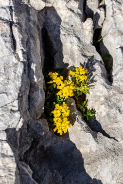 Dağlarda Alyssum ovirense çiçeği, yakın