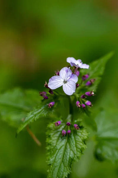 Lunaria Annua Virág Hegyekben Makró — Stock Fotó