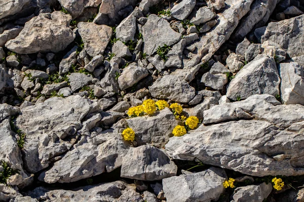 Alyssum Ovirense Květ Roste Horách Zblízka — Stock fotografie