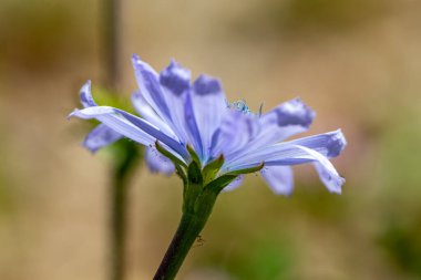 Çayırdaki Cichorium intybus çiçeği