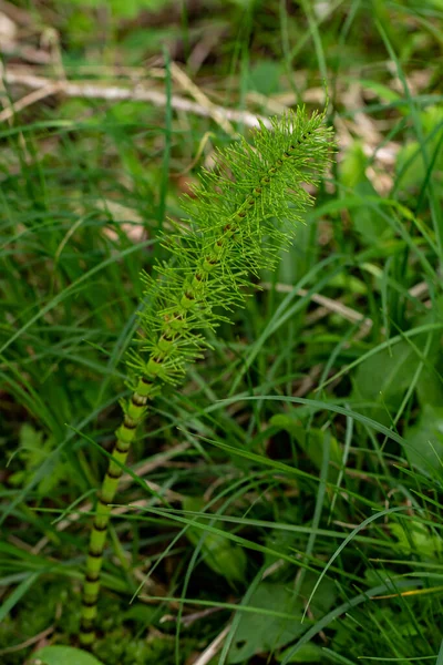 Цветок Equisetum Arvense Растущий Лесу Крупным Планом — стоковое фото