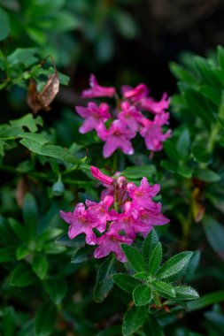 Dağlarda yetişen Rhododendron hirsutum çiçeği, yakın çekim