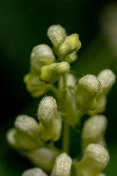 Aconitum Lycoctonum Flor Crescendo Floresta — Fotografia de Stock