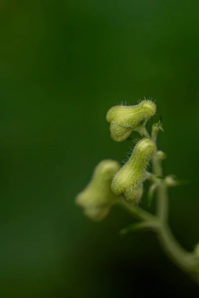 Aconitum Lycoctonum Virág Erdőben Közelről — Stock Fotó