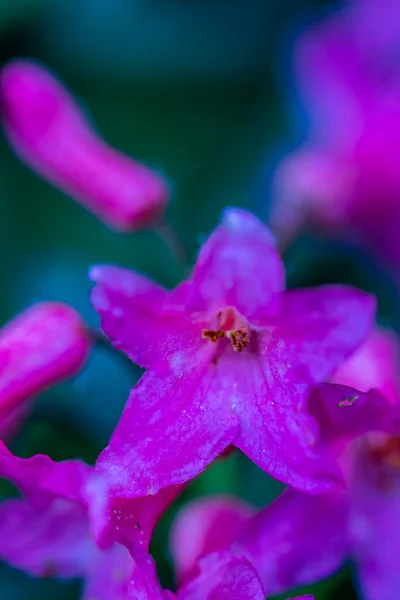 Rododendron Hirsutum Květ Rostoucí Horách — Stock fotografie