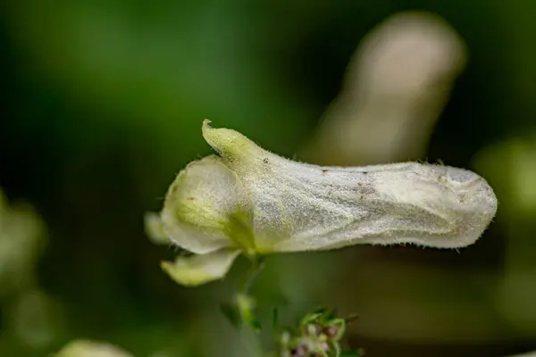 Квітка Лікоктону Лісі Крупним Планом — стокове фото