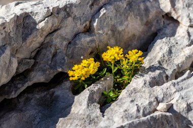 Dağlarda Alyssum ovirense çiçeği, yakın