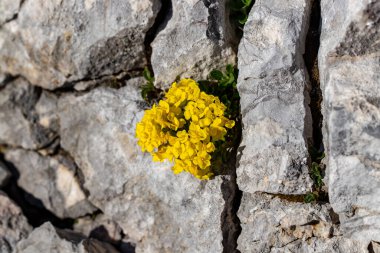 Dağlarda yetişen Alyssum ovirense çiçeği, kapat