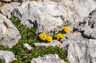 Dağlarda yetişen Alyssum ovirense çiçeği, yakın çekim