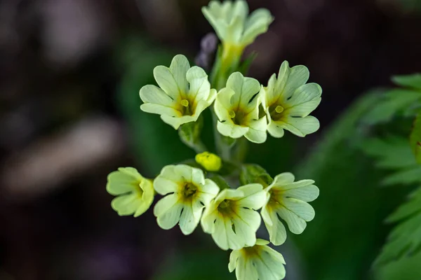 Primula Vulgaris Λουλούδι Στα Βουνά Μακροεντολή — Φωτογραφία Αρχείου