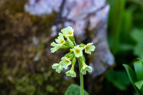 Kwiat Primula Vulgaris Rosnący Górach — Zdjęcie stockowe