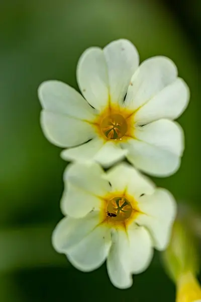 Primula Vulgaris Fleur Poussant Montagne Pousse Gros Plan — Photo