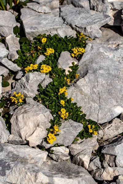 Alyssum Ovirense Květ Horách — Stock fotografie