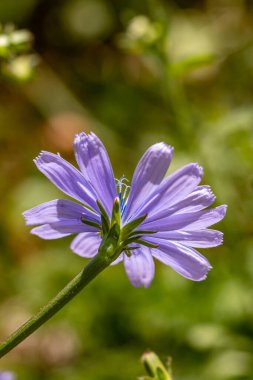 Çayırdaki Cichorium intybus çiçeği, yakın çekim