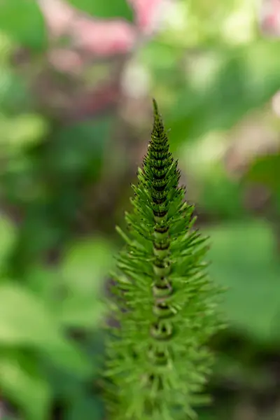 Equisetum Arvense Fleur Dans Forêt — Photo