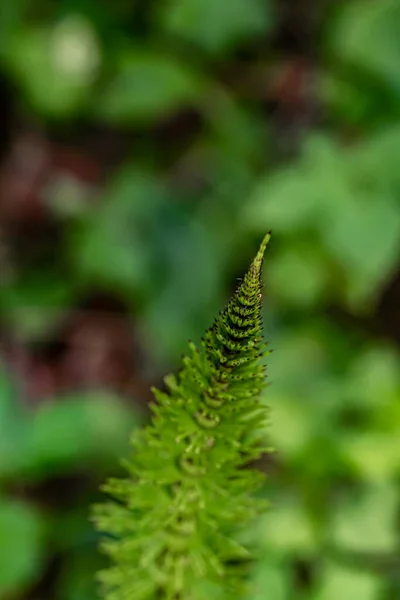 Kwiat Równiny Lesie Makro — Zdjęcie stockowe