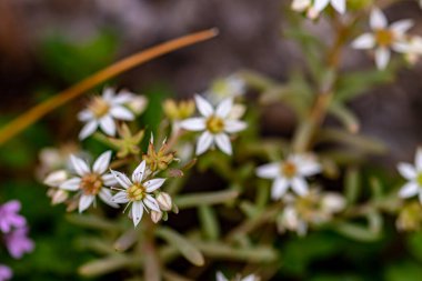 Ormanda Saxifraga sedoides çiçeği