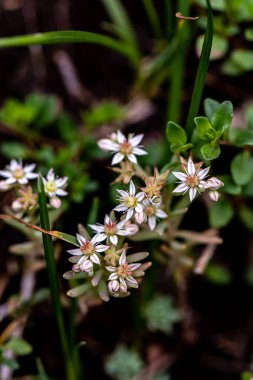 Ormanda Saxifraga sedoides çiçeği, yakın çekim