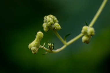 Ormanda Aconitum Lycoctonum çiçeği, yakın çekim 