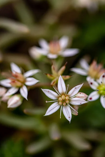 Saxifraga Sedoides Virág Erdőben Makró — Stock Fotó