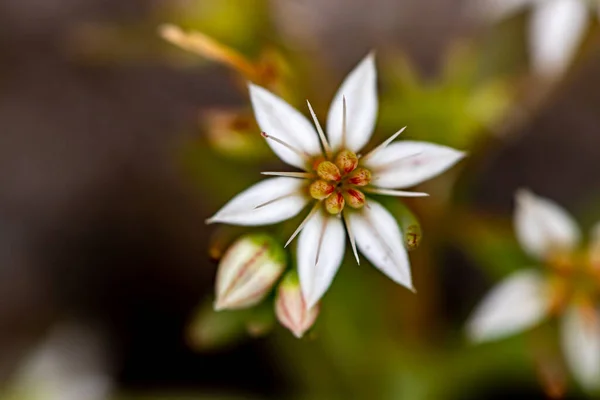 Ormanda Yetişen Saxifraga Sedoides Çiçeği — Stok fotoğraf