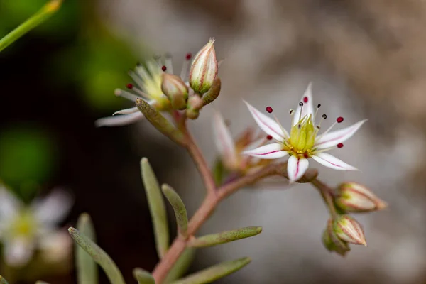 Saxifraga Sedoides Květ Lese Zblízka Střílet — Stock fotografie