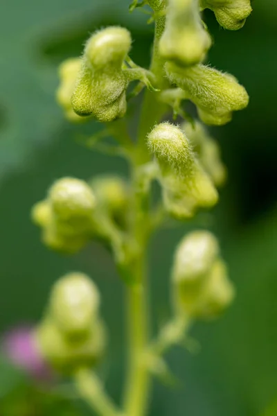 Aconitum Lycoctonum Flor Bosque — Foto de Stock