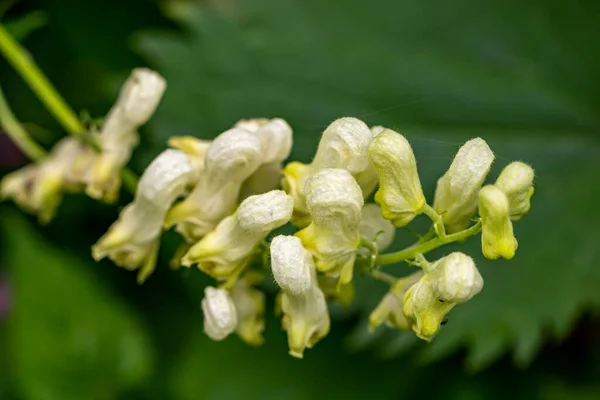 Aconitum Licoctonum Kwiat Rośnie Lesie — Zdjęcie stockowe