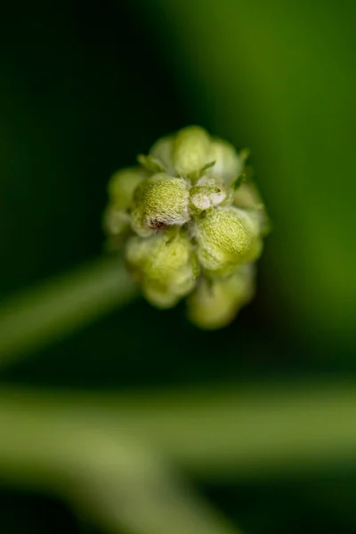 Aconitum Licoctonum Kwiat Rośnie Lesie Zbliżenie — Zdjęcie stockowe