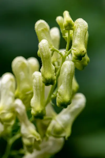 Aconitum Lycoctonum Flor Floresta Close Atirar — Fotografia de Stock