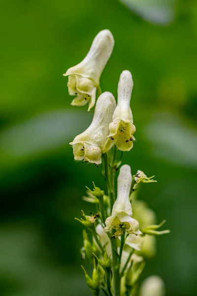 Aconitum Licoctonum Kwiat Rośnie Lesie Zbliżenie Pędu — Zdjęcie stockowe