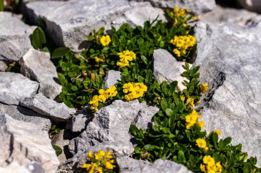 Dağlarda Alyssum ovirense çiçeği, yakın