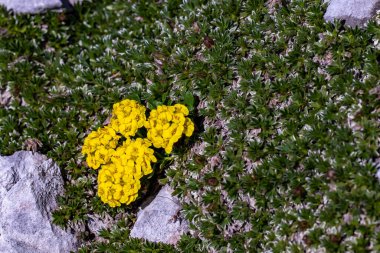 Dağlarda Alyssum ovirense çiçeği, makro