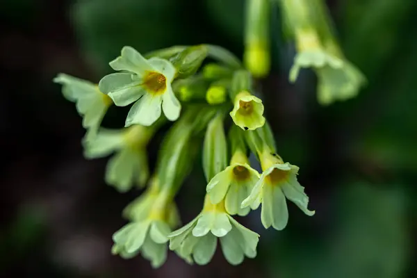Aconitum Lycoctonum Fleur Poussant Dans Forêt Macro — Photo