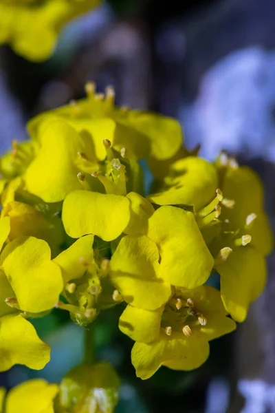 Alyssum Ovirense Blume Wächst Den Bergen Aus Nächster Nähe — Stockfoto