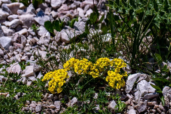 Alyssum Ovirense Fleur Dans Les Montagnes — Photo
