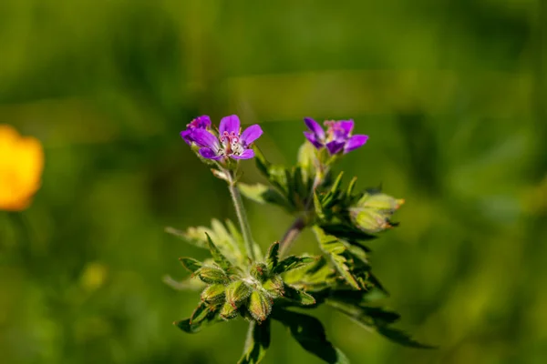 Geranium Sylvaticum Květ Lese Makro — Stock fotografie