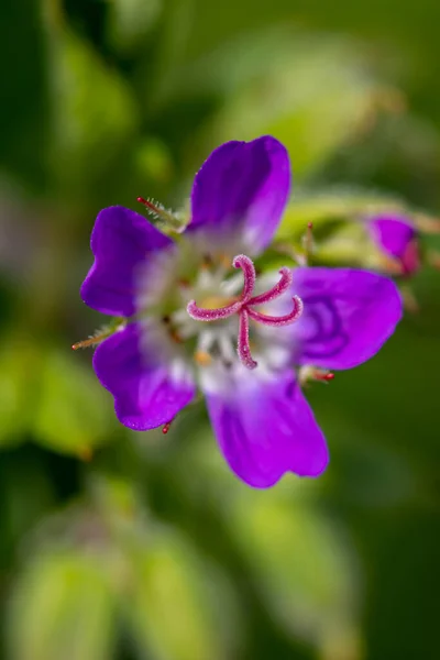 Цветок Гераниума Лесу — стоковое фото