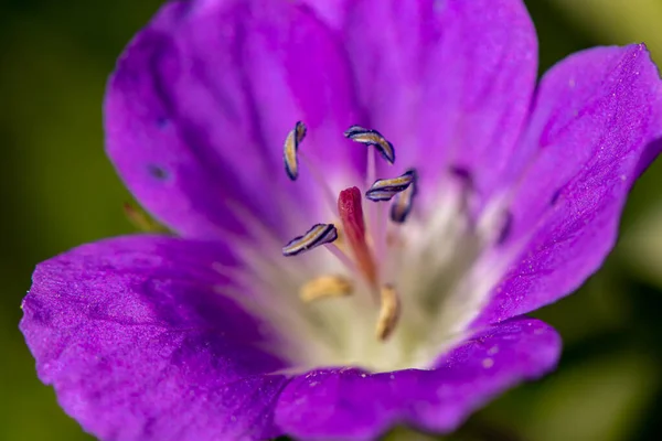 Geranium Sylvaticum Fleur Poussant Dans Forêt Gros Plan — Photo