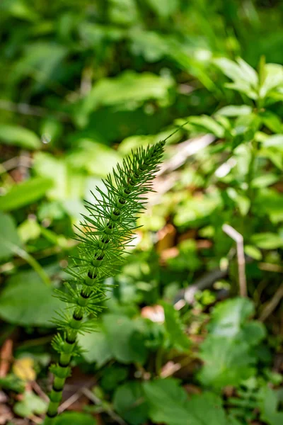 Equisetum Arvense Kwiat Lesie Zbliżenie — Zdjęcie stockowe