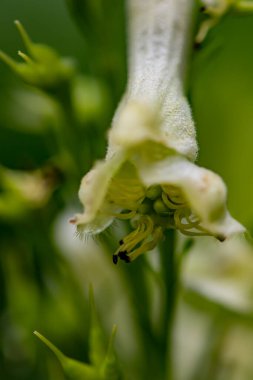 Ormanda Aconitum Lycoctonum çiçeği, yakın çekim