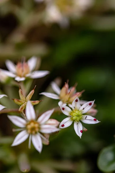 Saxifraga Sedoides Virág Erdőben Makró — Stock Fotó
