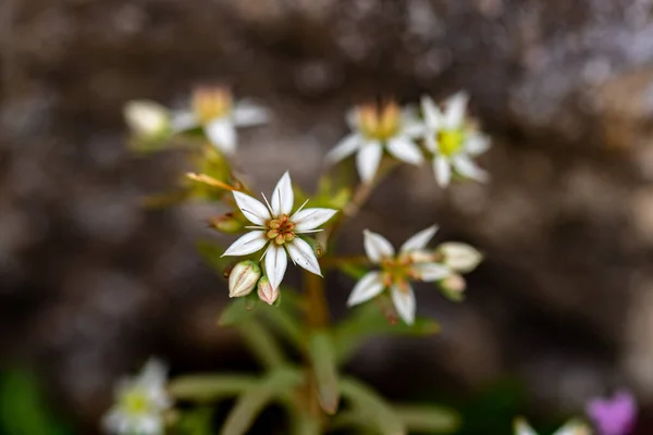 Saxifraga Sedoides Flor Que Crece Bosque Macro — Foto de Stock