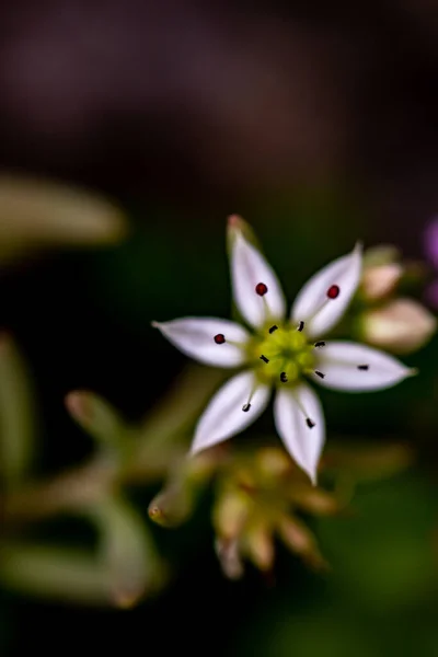 Ormanda Yetişen Saxifraga Sedoides Çiçeği — Stok fotoğraf