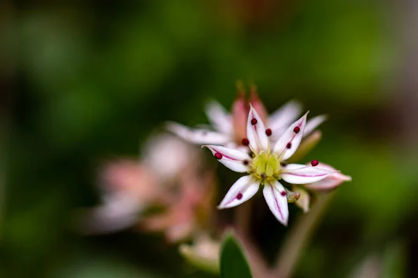 Saxifraga Sedoides Kwiat Lesie Zbliżenie Pędu — Zdjęcie stockowe
