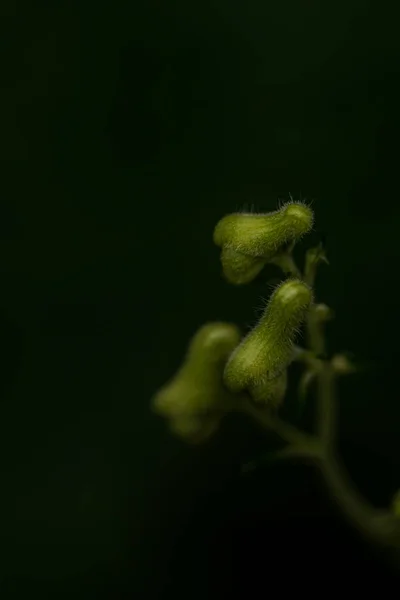 Aconitum Lycoctonum Fiore Nella Foresta — Foto Stock