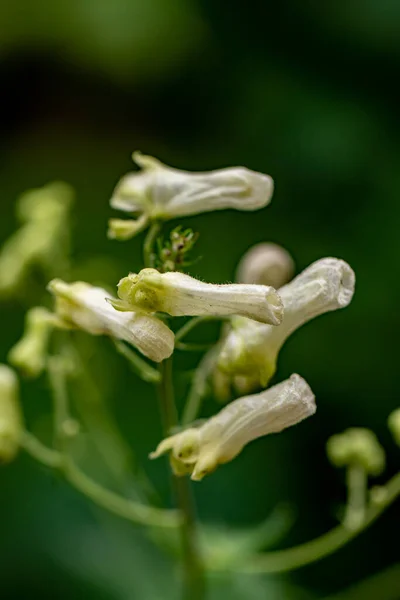 Aconitum Licoctonum Kwiat Rośnie Lesie Zbliżenie Pędu — Zdjęcie stockowe